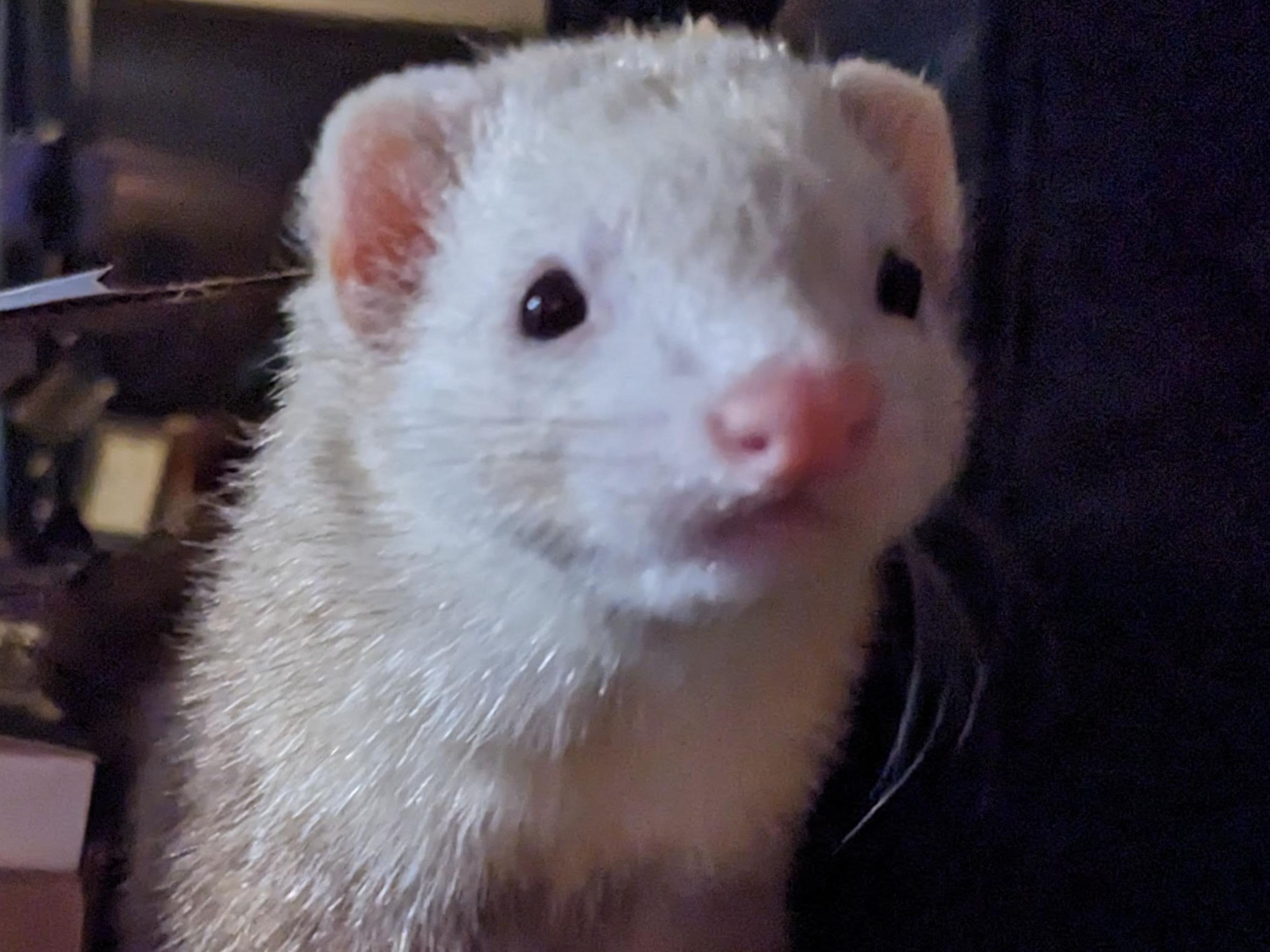 Bailey Business | The OnlyFans Ferret OnlyFans creator from Syracuse